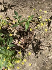 Zizia trifoliata