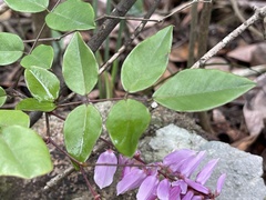 Indigofera venulosa