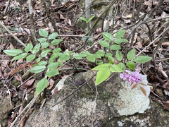 Indigofera venulosa
