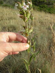Silene scouleri scouleri