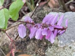 Indigofera venulosa