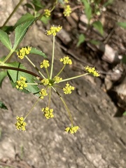 Zizia trifoliata