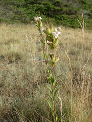 Silene scouleri scouleri