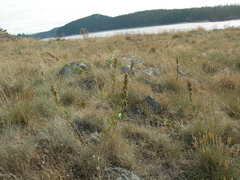 Silene scouleri scouleri