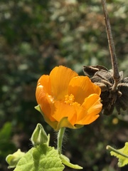 Image of Abutilon grandifolium