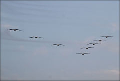 Pelecanus onocrotalus