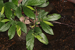 Elatostema reticulatum