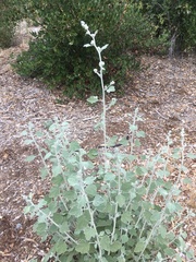 Malacothamnus arcuatus
