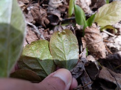 Rossmanomyces pyrolae