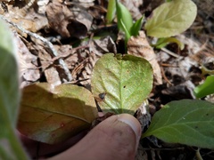Rossmanomyces pyrolae