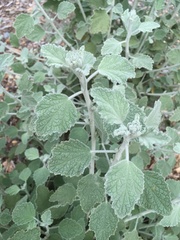 Malacothamnus arcuatus