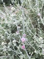 Malacothamnus arcuatus