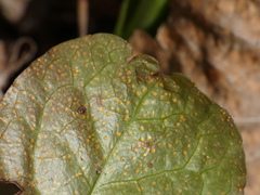 Rossmanomyces pyrolae