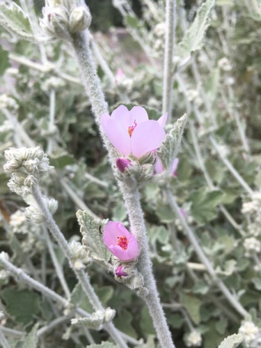 Malacothamnus arcuatus var. arcuatus