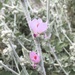 Western Bewildering Bushmallow - Photo (c) Keir Morse, some rights reserved (CC BY-NC-ND), uploaded by Keir Morse