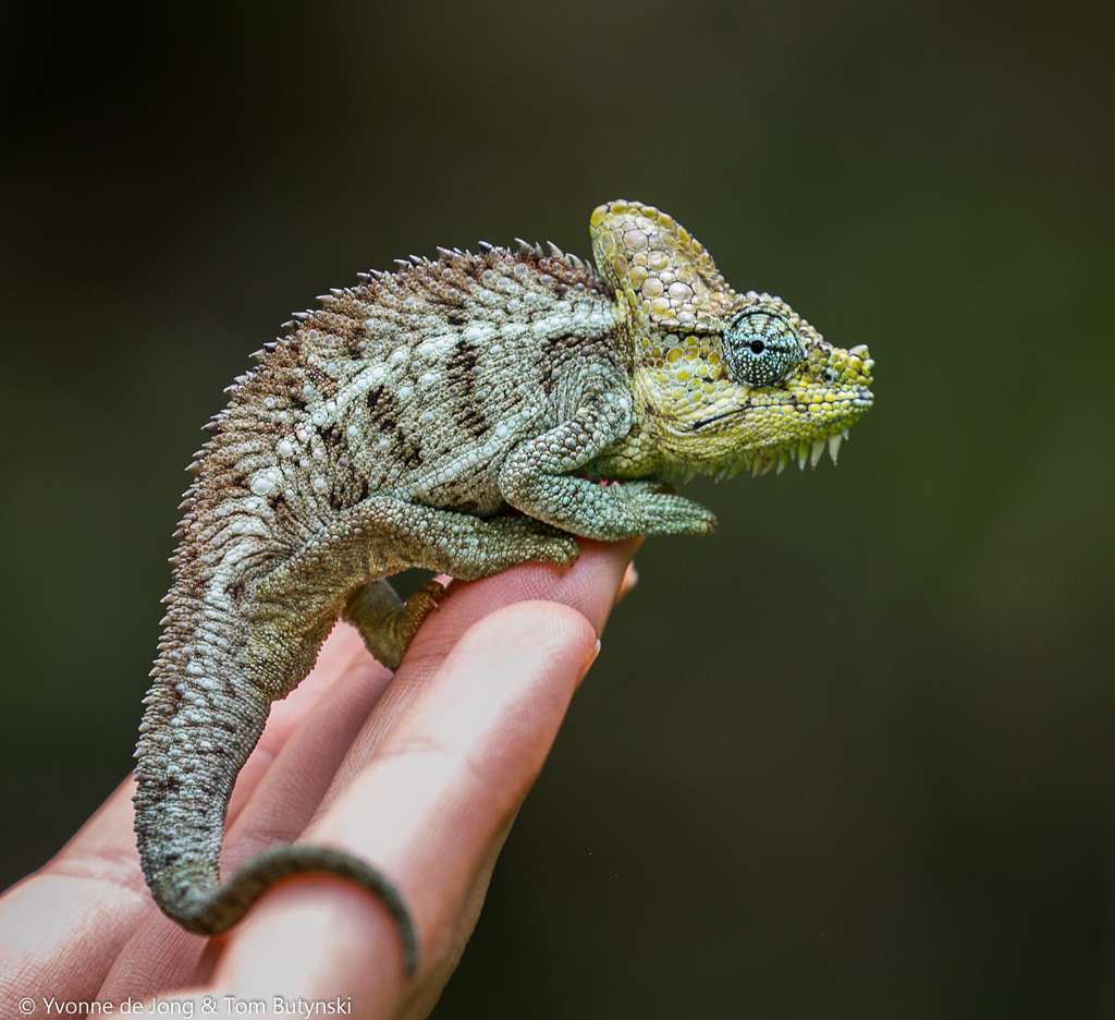 High-Casqued Chameleon