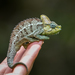 Helmeted Chameleon - Photo (c) Yvonne A. de Jong, some rights reserved (CC BY-NC-SA), uploaded by Yvonne A. de Jong