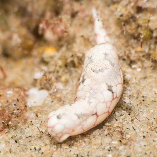 mosaic headshield slug