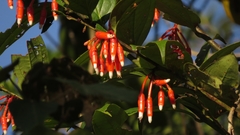 Psammisia guianensis