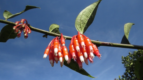 Psammisia coarctata, photograph 1