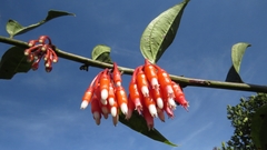 Psammisia guianensis