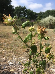 Malacothamnus involucratus