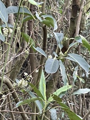 Itea chinensis