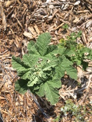 Malacothamnus mendocinensis