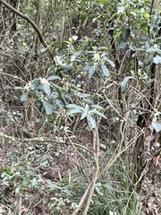 Itea chinensis