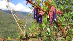 Brachyotum rostratum