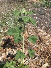 Malacothamnus mendocinensis