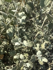 Malacothamnus abbottii