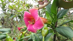 Symbolanthus calygonus