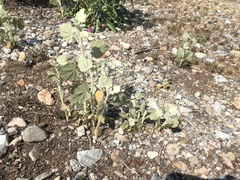 Malacothamnus abbottii