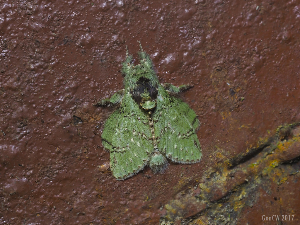 Stauropinae