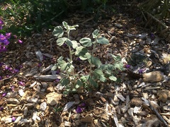 Malacothamnus jonesii