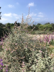 Malacothamnus jonesii