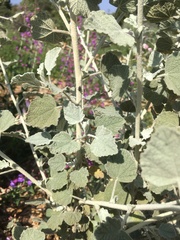 Malacothamnus jonesii