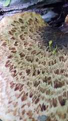 Cerioporus squamosus
