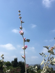 Malacothamnus jonesii