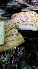 Cerioporus squamosus