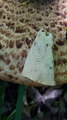 Cerioporus squamosus
