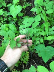 Hydrophyllum macrophyllum