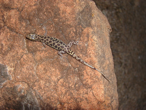 Bolson Night Lizard