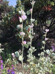 Malacothamnus jonesii