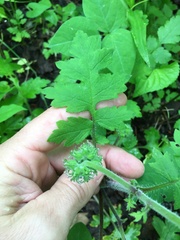 Hydrophyllum macrophyllum