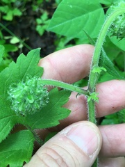 Hydrophyllum macrophyllum