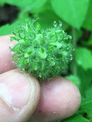 Hydrophyllum macrophyllum