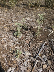 Malacothamnus jonesii