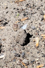 Celastrina idella
